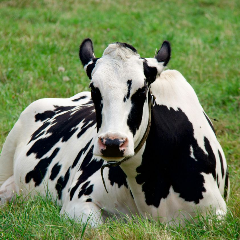Vetcare